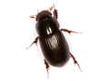 Acrossus rufipes